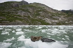 Images Dated 5th July 2007: USA, Alaska, Tongass National Forest, Harbor Seal and Pup (Phoca vitulina) resting