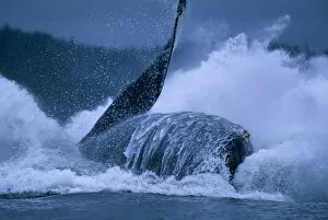 Images Dated 16th October 2006: USA, Alaska, Tongass National Forest, Humpback Whale (Megaptera novaengliae) breaches