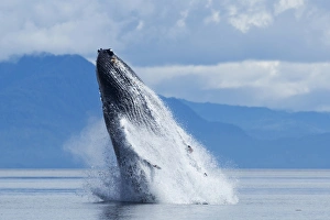 Images Dated 15th July 2010: USA, Alaska, Tongass National Forest, Humpback Whale (Megaptera novaengliae) breaches