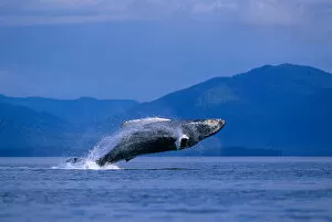 Images Dated 16th October 2006: USA, Alaska, Tongass National Forest, Humpback Whale (Megaptera novaengliae) breaches