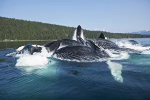 Images Dated 28th July 2010: USA, Alaska, Tongass National Forest, Close-up of Humpback Whale (Megaptera novaengliae)