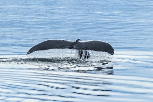 USA, Alaska, Tongass National Forest. Humpback whale diving