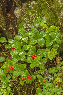 Berry Prints: USA, Alaska, Tongass National Forest, Anan Creek. Berries on plants at tree base