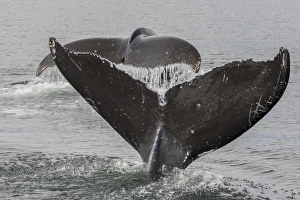 USA, Alaska, Tongass National Forest. Humpback whales diving