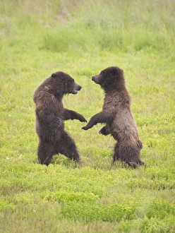 Images Dated 30th July 2012: USA, Alaska, Tongass National Forest, Stan Price State Wildlife Sanctuary