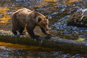 Images Dated 26th August 2012: USA, Alaska, Tongass National Forest. Grizzly bear on fallen log searching for salmon