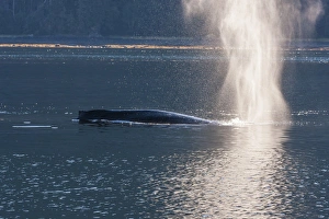 Images Dated 30th August 2012: USA, Alaska, Tongass National Forest. Humpback whale spouting in Seymour Canal. Credit as