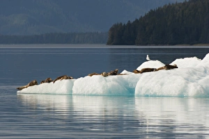 Images Dated 16th August 2012: USA, Alaska, Tongass National Forest. Harbor seals on iceberg