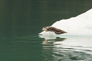 USA, Alaska, Tongass National Forest. Lone harbor seal on iceberg