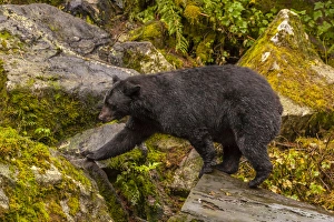 Images Dated 22nd August 2012: USA, Alaska, Tongass National Forest. Profile of black bear walking among boulders
