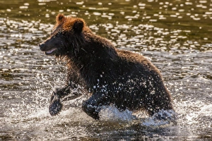 USA, Alaska, Tongass National Forest. Young grizzly cub rushes to catch salmon. Credit as