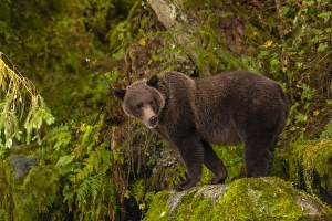 Images Dated 21st August 2012: USA, Alaska, Tongass National Forest. Grizzly bear standing on boulder. Credit as