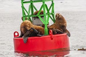 Images Dated 21st August 2012: USA, Alaska, Tongass National Forest. Sea lions resting on a buoy