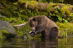 Images Dated 21st August 2012: USA, Alaska, Tongass National Forest. Grizzly bear catches salmon in Anan Creek. Credit as