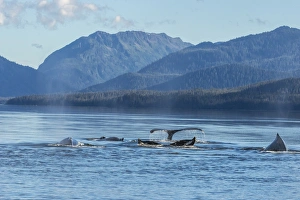Whale Prints: USA, Alaska, Tongass National Forest. Humpback whales surfacing & diving. Credit as