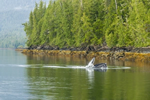 USA, Alaska, Tongass National Forest. Humpback whale lunge feeds