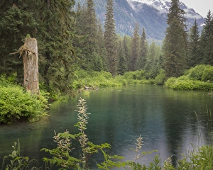 Images Dated 21st June 2016: USA, Alaska, Tongass National Forest. Landscape with Beaver Pond on Fish Creek. Credit as