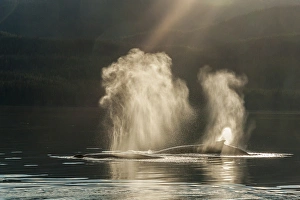 USA, Alaska, Tongass National Forest. Humpback whales spout on surface. Credit as