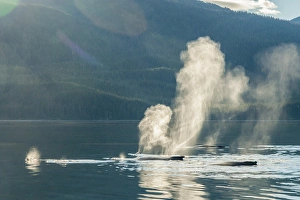 USA, Alaska, Tongass National Forest. Humpback whales spout on surface. Credit as