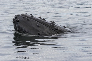 USA, Alaska, Tongass National Forest. Humpback whales head breaks surface. Credit as