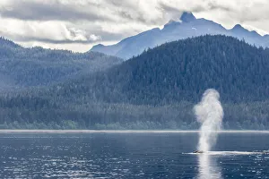 USA, Alaska, Tongass National Forest. Humpback whale spouts on surface. Credit as