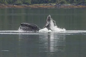 USA, Alaska, Tongass National Forest. Humpback whale lunge feeds