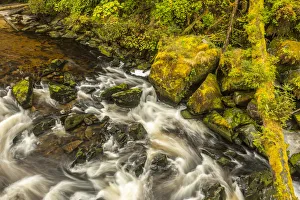 USA, Alaska, Tongass National Forest. Anan Creek scenic