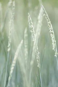 Images Dated 7th April 2020: USA, Alaska, Tongass National Forest. Abstract of beach rye grass