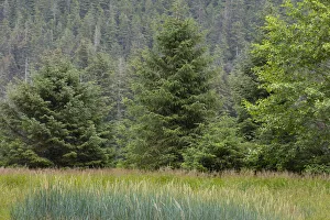USA, Alaska, Tongass National Forest. Meadow and forest landscape