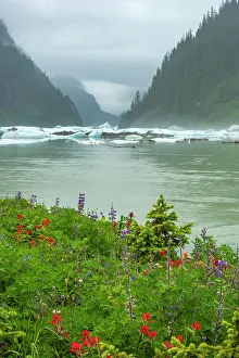 Images Dated 1st June 2023: USA, Alaska, Tongass National Forest. Shakes Lake icebergs and wildflowers