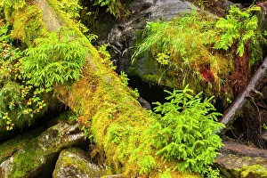 Images Dated 1st June 2023: USA, Alaska, Tongass National Forest. Mossy log and rocks scenic