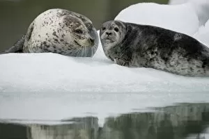 Images Dated 5th July 2007: USA, Alaska, Tongass National Forest, South Sawyer Glacier, Harbor Seal with young pup