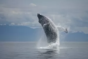 Images Dated 18th July 2007: USA, Alaska, Tongass National Forest, Humpback Whale (Megaptera novaengliae) breaching
