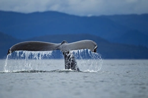 Images Dated 15th July 2010: USA, Alaska, Tongass National Forest, Humpback Whale (Megaptera novaengliae) raises