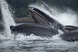 Images Dated 28th July 2010: USA, Alaska, Tongass National Forest, Humpback Whales (Megaptera novaengliae) lunge