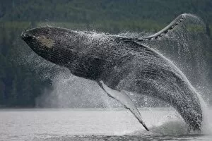 Images Dated 13th July 2007: USA, Alaska, Tongass National Forest, Humpback Whale (Megaptera novaengliae) breaching