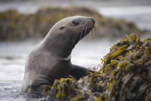 Images Dated 14th July 2007: USA, Alaska, Tongass National Forest, Steller sea lion (Eumetopias jubatus) emerges