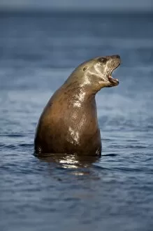 Images Dated 17th July 2007: USA, Alaska, Tongass National Forest, Steller sea lion (Eumetopias jubatus) emerging