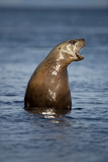 Images Dated 17th July 2007: USA, Alaska, Tongass National Forest, Steller sea lion (Eumetopias jubatus) emerging