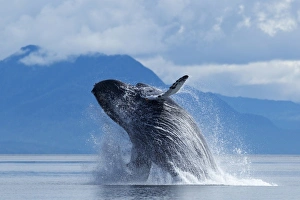 USA, Alaska, Tongass National Forest, Humpback Whale (Megaptera novaengliae) breaches