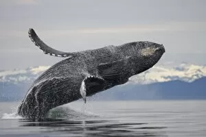 Images Dated 13th July 2007: USA, Alaska, Tongass National Forest, Humpback Whale (Megaptera novaengliae) breaching
