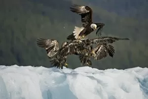 Images Dated 8th July 2007: USA, Alaska, Tongass National Forest, Bald Eagle (Haliaeetus leucocephalus) swarmed