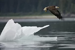 Images Dated 6th July 2007: USA, Alaska, Tongass National Forest, Bald Eagle (Haliaeetus leucocephalus) taking