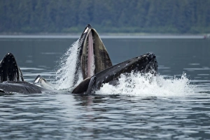 Images Dated 9th July 2010: USA, Alaska, Tongass National Forest, Humpback Whale (Megaptera novaengliae) lunges