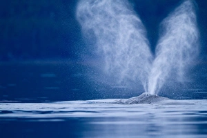 USA, Alaska, Tongass National Forest, Twin plumes of mist emerge from blowhole of Humpback Whale