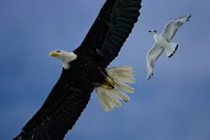 Images Dated 6th July 2007: USA, Alaska, Tongass National Forest, Bald Eagle (Haliaeetus leucocephalus) chased