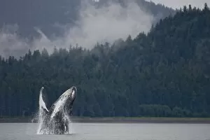 Images Dated 26th July 2007: USA, Alaska, Tongass National Forest, Humpback Whale (Megaptera novaengliae) breaching