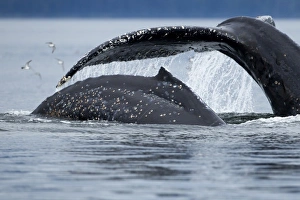 Images Dated 15th July 2010: USA, Alaska, Tongass National Forest, Close-up of Humpback Whale and Calf (Megaptera