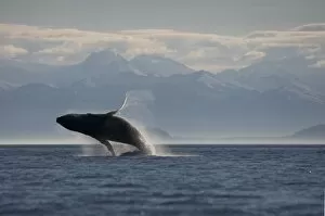 Images Dated 18th July 2007: USA, Alaska, Tongass National Forest, Humpback Whale (Megaptera novaengliae) breaching