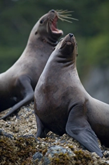 Images Dated 14th July 2007: USA, Alaska, Tongass National Forest, Steller sea lions (Eumetopias jubatus) resting